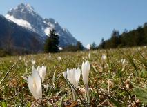 Alpen-Krokus