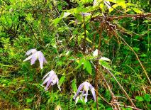 Alpen-Waldrebe (Clematis alpina)