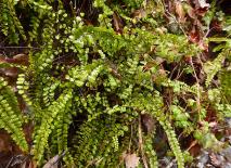 Braunstieliger Streifenfarn