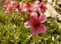 Dolomiten-Fingerkraut